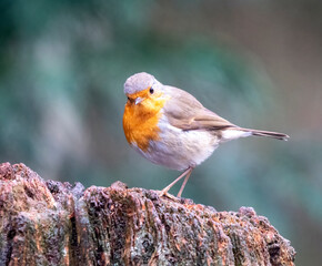 European Robin, Erithacus rubecula