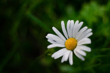 Fototapeta premium one white daisy (flower) against a background of green foliage