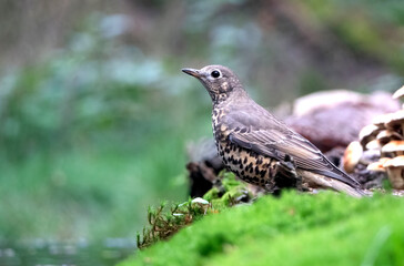 Mistle Thrush, Turdus viscivorus