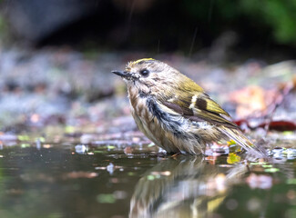 Goldcrest, Regulus regulus