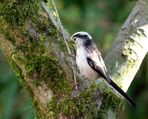 Long-tailed Tit, Aegithalos caudatus