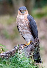 Sperwer, Eurasian Sparrowhawk, Accipiter nisus