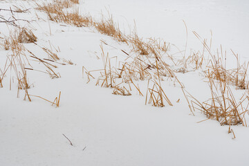 Fototapeta na wymiar Dry coastal reed over white snow, natural background photo