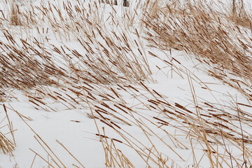 Dry coastal reed over white snow, natural background photo