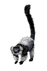 Black sclater lemur from a splash of watercolor, colored drawing, realistic. Vector illustration of paints © kapona