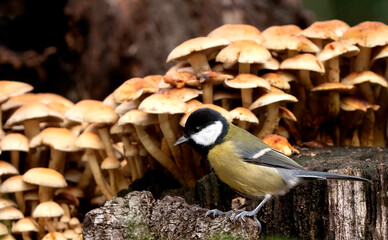Great Tit, Parus major