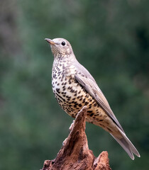 Mistle Thrush, Turdus viscivorus