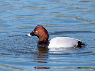 Common Pochard, Aythya ferina