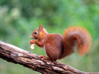 Red Squirrel, Sciurus vulgaris