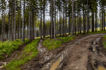 Long mountain trail between high trees and bushes in Rudawy Janowickie mountains