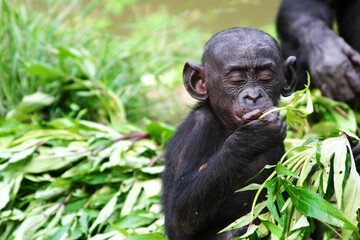 baby bonobo esitting and eating leaves