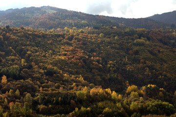 autumn in the mountains,forest, sky, green, trees, view,