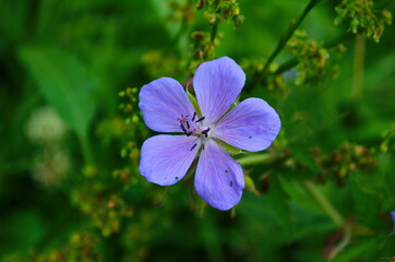 Blooming perennial blue flowers of Geranium hybride Rozanne close-up.