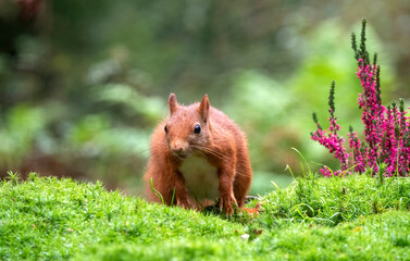 Red Squirrel, Sciurus vulgaris