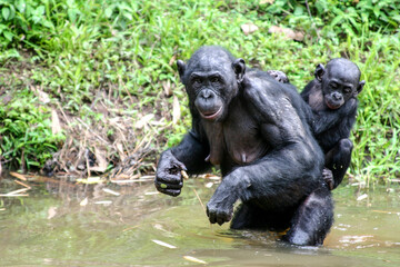 Female bonobo carrying her child