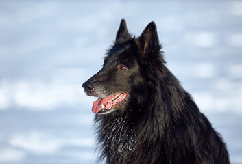 Fototapeta premium Belgian Shepherd, Groenendael jumping in the snow