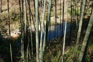 stream in the bamboos