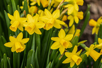 Awesome Yellow Daffodil flowers. The perfect image for spring background, flower landscape.