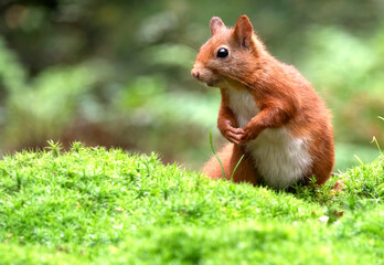 Red Squirrel, Sciurus vulgaris