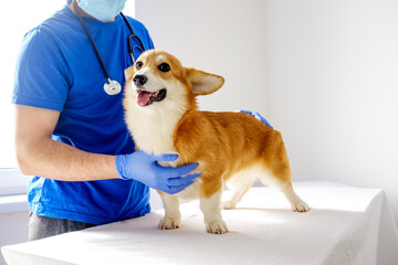 Veterinarian examination. Ginger corgi pembroke looking at the camera. Veterinarian holds a dog.