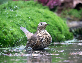 Mistle Thrush, Turdus viscivorus