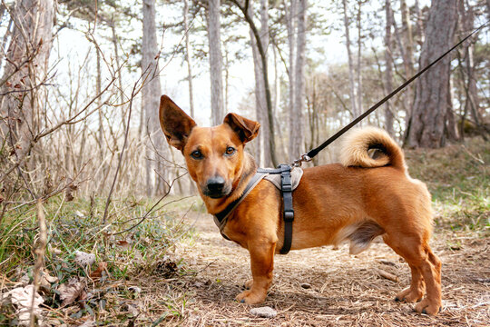 Dog with leash in the woods in springtime. Forest hiking, training and adventure concept.