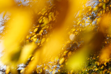 Blurry background of colorful leaves in autumn
