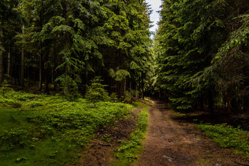 Long mountain trail between high trees and bushes in Rudawy Janowickie mountains