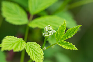 Black Raspberry Flower Buds in Springtime