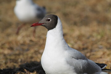 Black-headed gulls (Chroicocephalus ridibundus) in adult summer plumage, Belarus