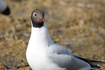 Black-headed gulls (Chroicocephalus ridibundus) in adult summer plumage, Belarus