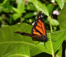 Monarch butterfly resting on a leaf