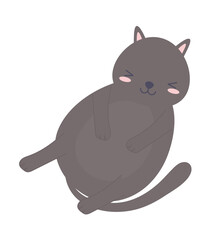 gray cat lying