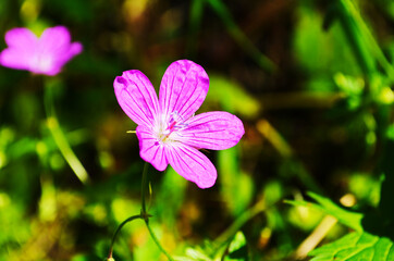 Beautiful purple wild forest flower. Geranium robertianum, or herb-Robert, red robin, death come quickly, storksbill, stinking Bob, squinter-pip, crow's foot, Roberts geranium