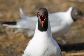 Screaming black-headed gull (Chroicocephalus ridibundus) in adult summer plumage, Belarus