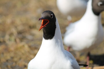 Fototapeta premium Screaming black-headed gull (Chroicocephalus ridibundus) in adult summer plumage, Belarus