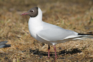 Black-headed gulls (Chroicocephalus ridibundus) in adult summer plumage, Belarus