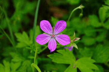 Beautiful purple wild forest flower. Geranium robertianum, or herb-Robert, red robin, death come...