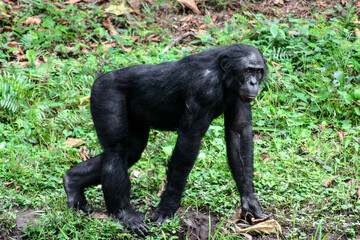 Male bonobo walking in the wild