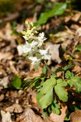 Hohler Lerchensporn, Corydalis cava. Begegnet auf der Schwäbischen Alb