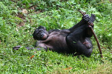 male bonobo lying on his back with shaft