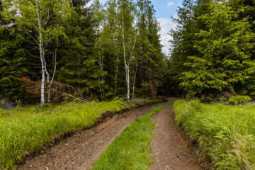 Long mountain trail between high trees and bushes in Rudawy Janowickie mountains