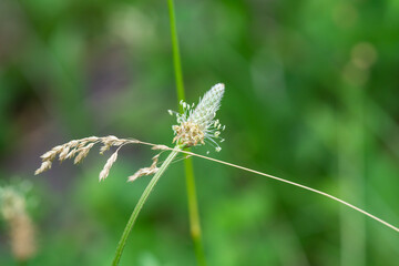 Narrowleaf Plantain Inflorescence in Springtime