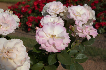 Floral. Roses blossom in the garden. Closeup view of beautiful Rosa Charles Aznavour flower cluster of light pink and white petals, spring blooming in the park.