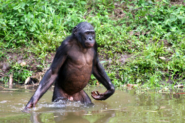 male bonobo standing in the water - obrazy, fototapety, plakaty