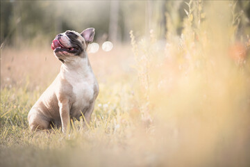 French Bulldog