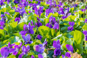 distesa di viole