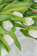 bouquet of tulips on a white background