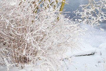 Bush with fluffy branches with white snow on the shore against the background of a blue river. Winter