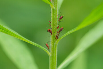 Red Goldenrod Aphids on Goldenrod Plant